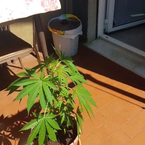 Great White Shark growlog timeline photo