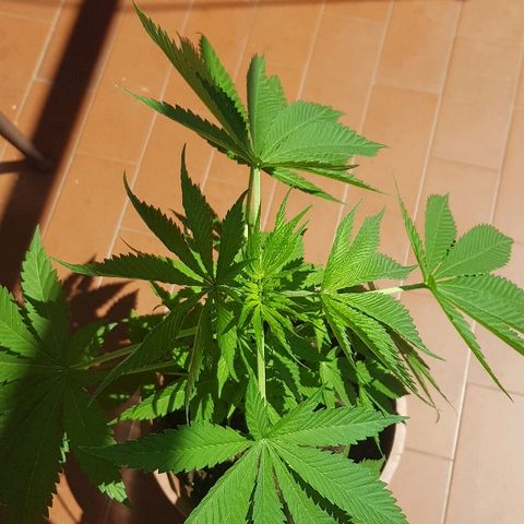 Great White Shark growlog timeline photo