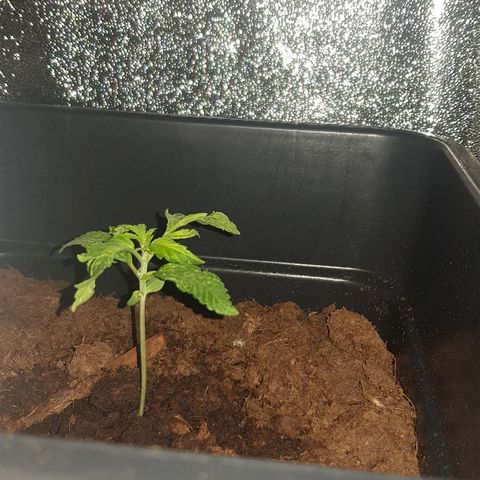 Sweet Mango Automatic growlog timeline photo