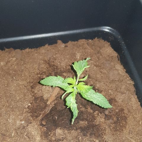 Sweet Mango Automatic growlog timeline photo