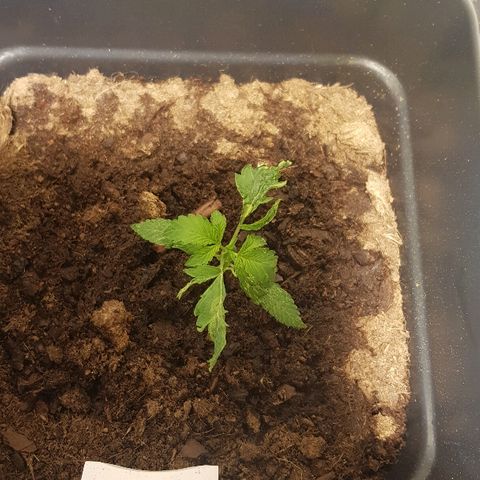 Sweet Mango Automatic growlog timeline photo