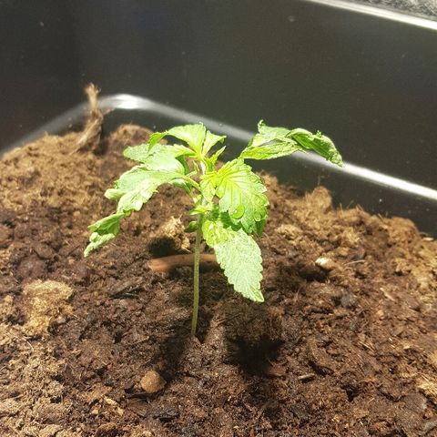 Sweet Mango Automatic growlog timeline photo