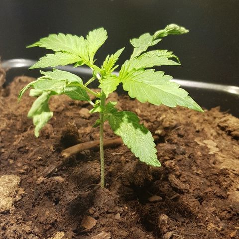 Sweet Mango Automatic growlog timeline photo
