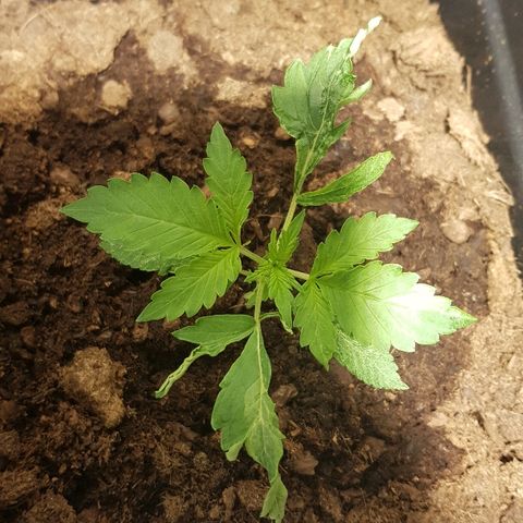 Sweet Mango Automatic growlog timeline photo