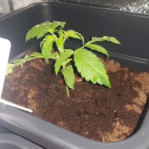Sweet Mango Automatic growlog timeline photo