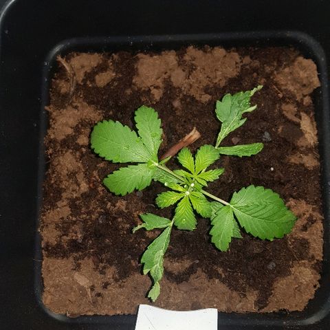 Sweet Mango Automatic growlog timeline photo