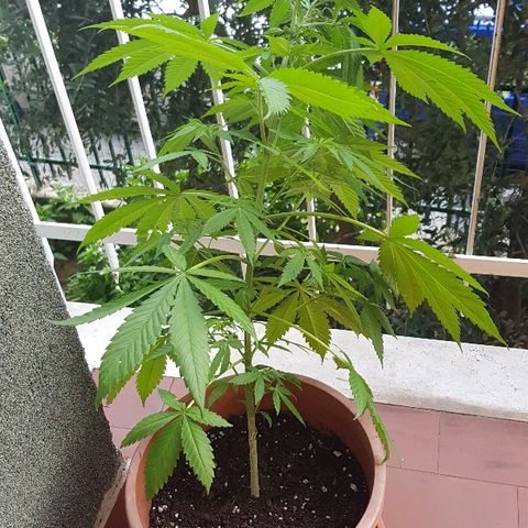 Great White Shark growlog timeline photo
