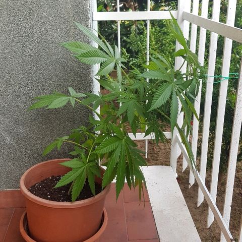 Great White Shark growlog timeline photo
