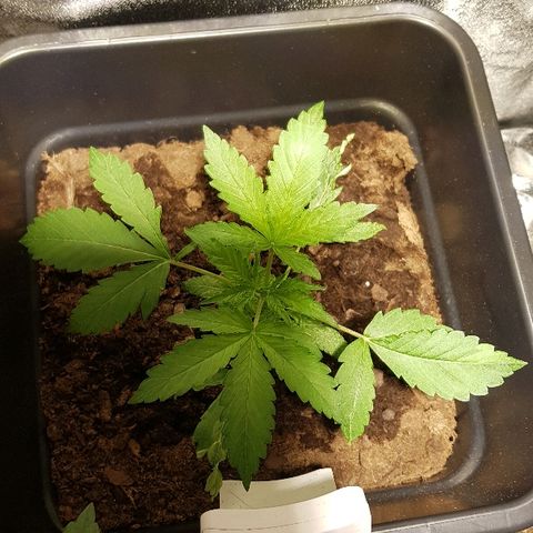 Sweet Mango Automatic growlog timeline photo