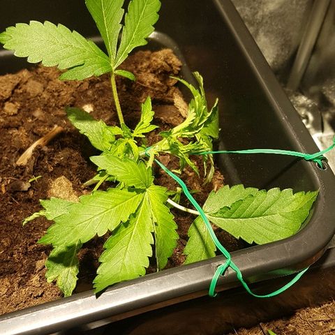 Sweet Mango Automatic growlog timeline photo
