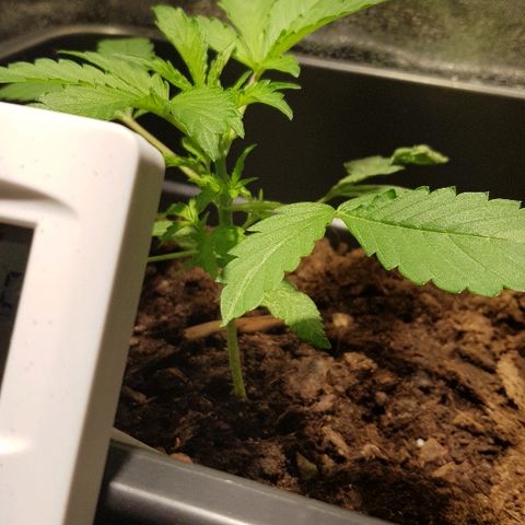 Sweet Mango Automatic growlog timeline photo
