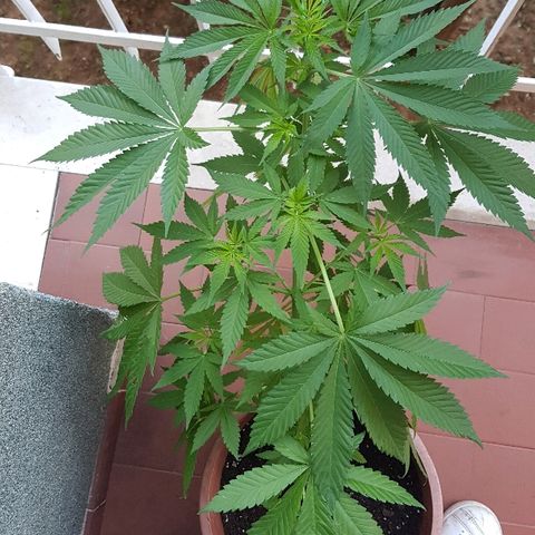 Great White Shark growlog timeline photo