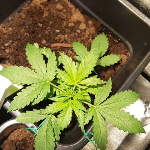 Sweet Mango Automatic growlog timeline photo