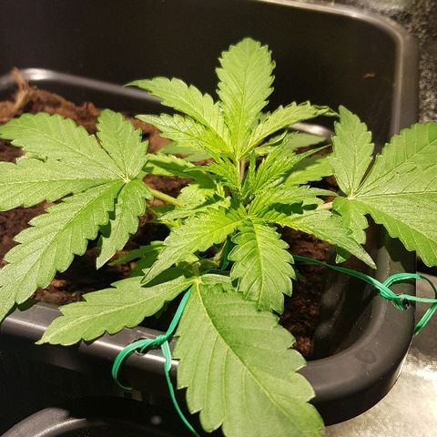 Sweet Mango Automatic growlog timeline photo