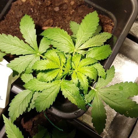 Sweet Mango Automatic growlog timeline photo