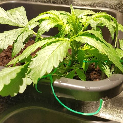 Sweet Mango Automatic growlog timeline photo