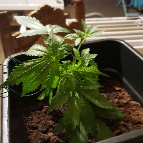 Sweet Mango Automatic growlog timeline photo