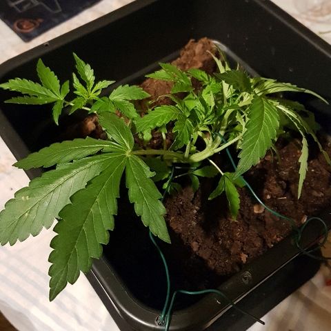 Sweet Mango Automatic growlog timeline photo
