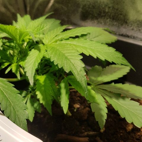 Sweet Mango Automatic growlog timeline photo