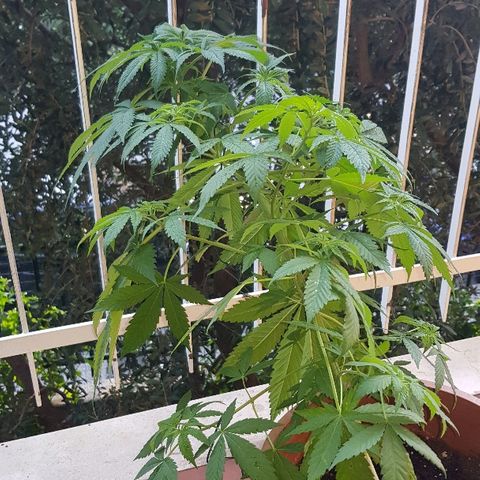 Great White Shark growlog timeline photo