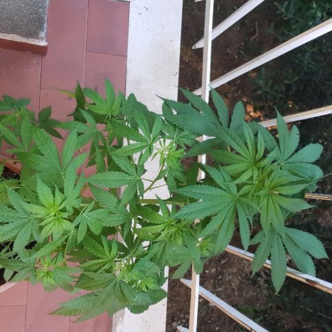Great White Shark growlog timeline photo