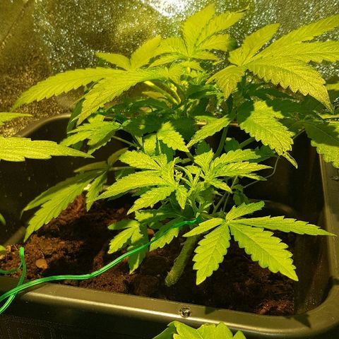 Sweet Mango Automatic growlog timeline photo
