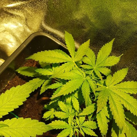 Sweet Mango Automatic growlog timeline photo
