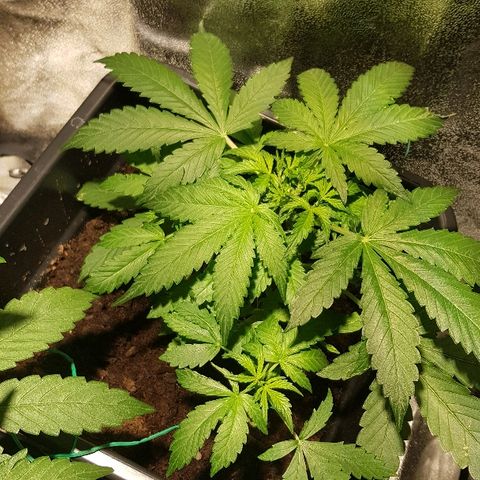 Sweet Mango Automatic growlog timeline photo