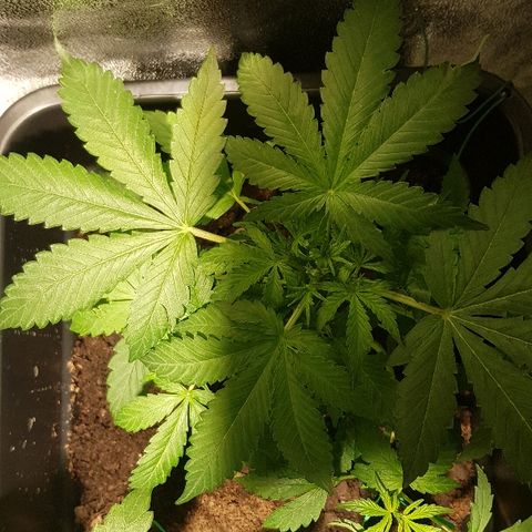 Sweet Mango Automatic growlog timeline photo