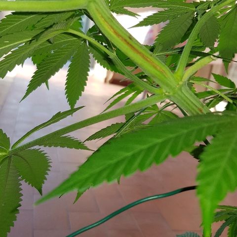 Great White Shark growlog timeline photo