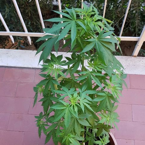 Great White Shark growlog timeline photo