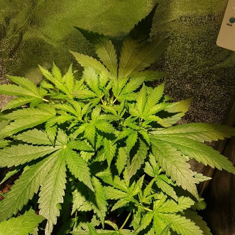 Sweet Mango Automatic growlog timeline photo