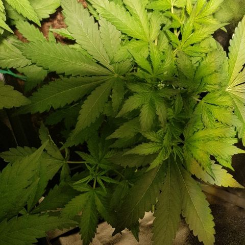 Sweet Mango Automatic growlog timeline photo