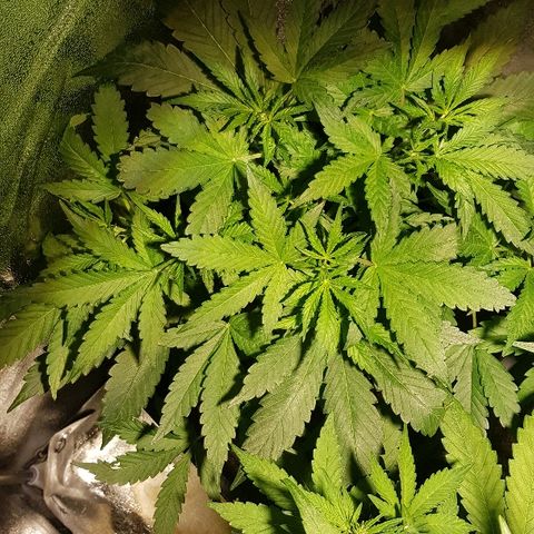 Sweet Mango Automatic growlog timeline photo