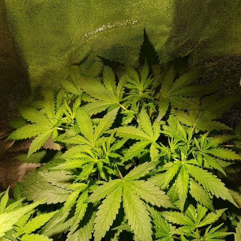 Sweet Mango Automatic growlog timeline photo