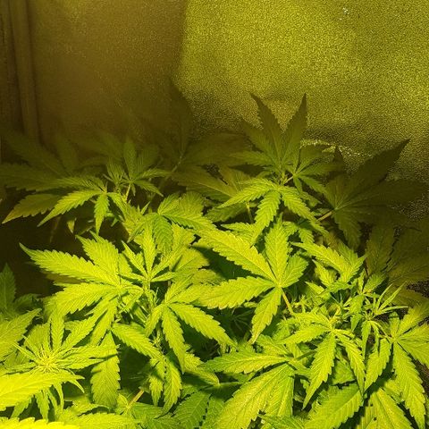 Sweet Mango Automatic growlog timeline photo