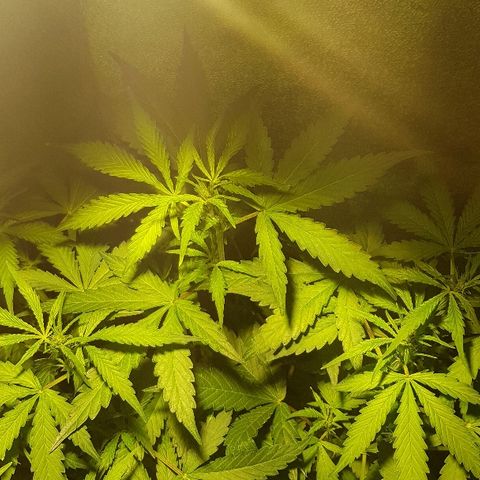 Sweet Mango Automatic growlog timeline photo