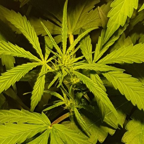 Sweet Mango Automatic growlog timeline photo