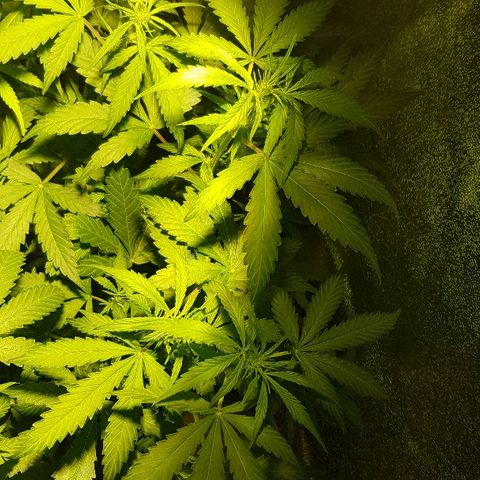 Sweet Mango Automatic growlog timeline photo