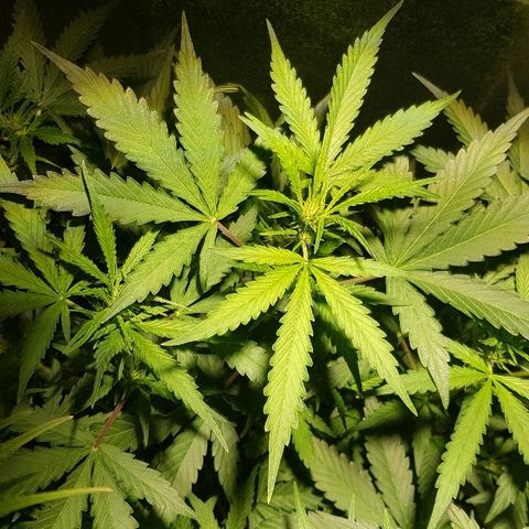Sweet Mango Automatic growlog timeline photo