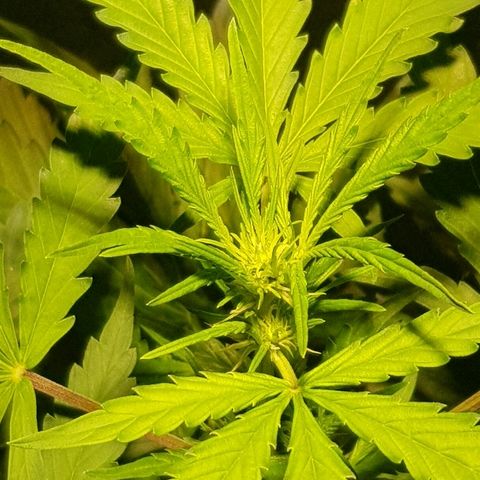 Sweet Mango Automatic growlog timeline photo