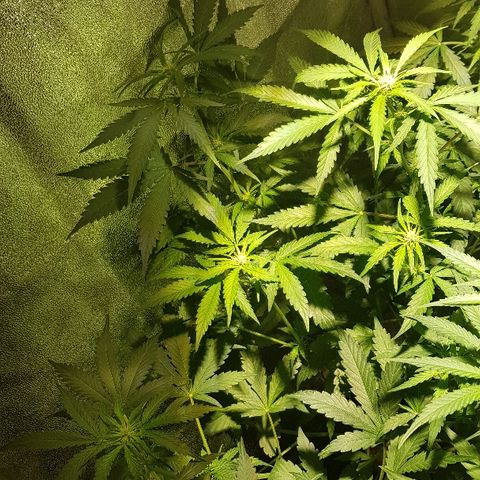 Sweet Mango Automatic growlog timeline photo
