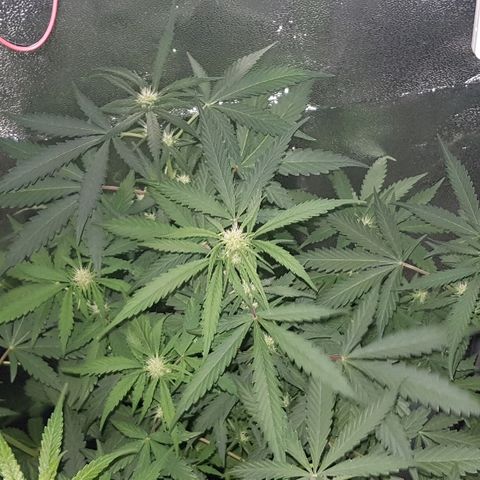 Sweet Mango Automatic growlog timeline photo