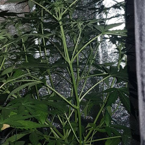 Sweet Mango Automatic growlog timeline photo