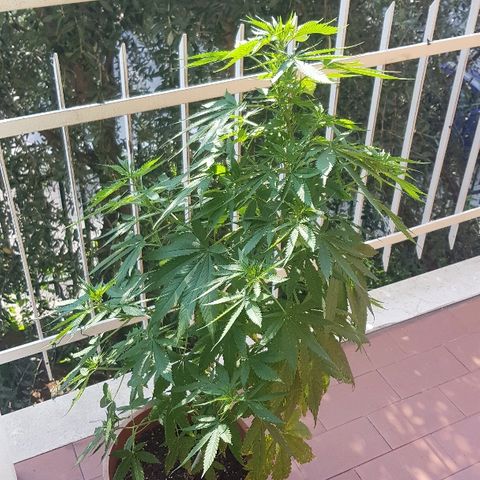Great White Shark growlog timeline photo