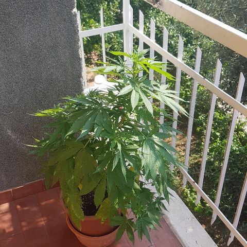 Great White Shark growlog timeline photo