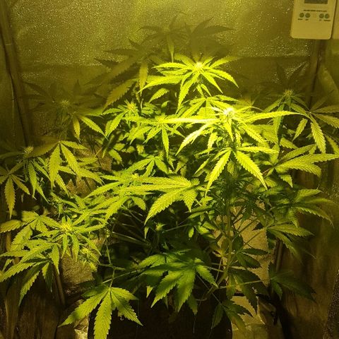 Sweet Mango Automatic growlog timeline photo
