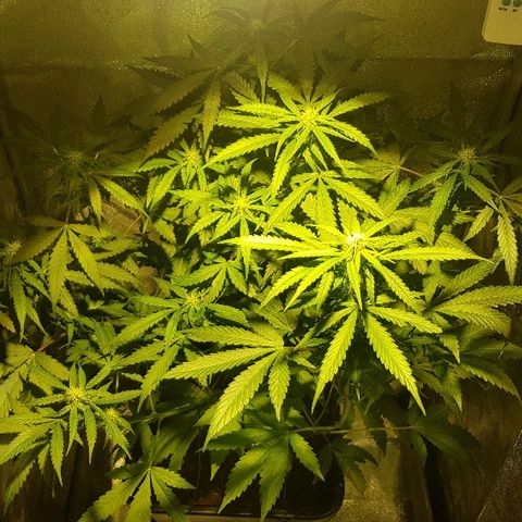 Sweet Mango Automatic growlog timeline photo