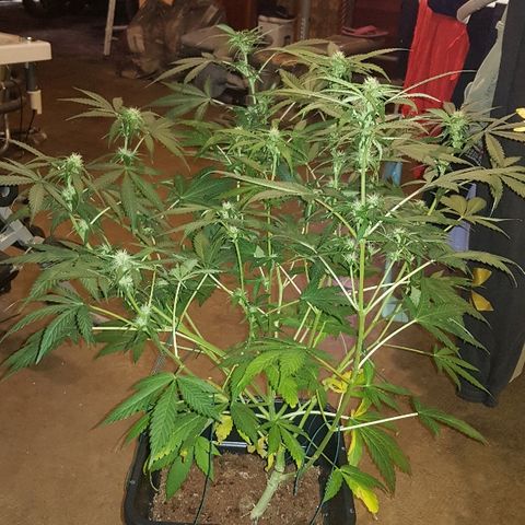 Sweet Mango Automatic growlog timeline photo