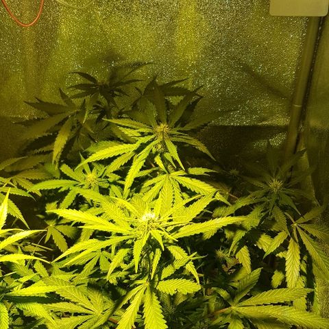 Sweet Mango Automatic growlog timeline photo